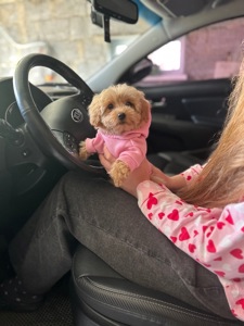 Чарівна дівчинка мальтипу міні