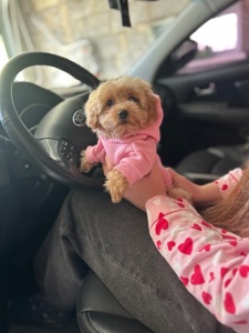 Чарівна дівчинка мальтипу міні