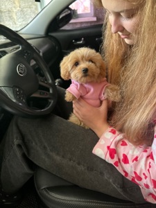 Чарівна дівчинка мальтипу міні