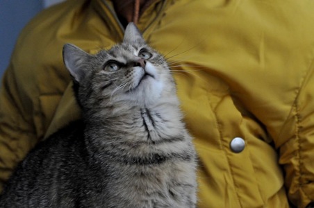 Кошеня Моніка, метис абіссинця?