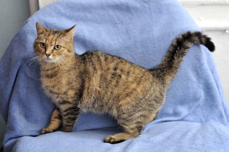 Кошеня Моніка, метис абіссинця?