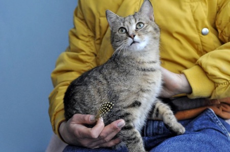 Кошеня Моніка, метис абіссинця?