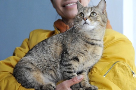 Кошеня Моніка, метис абіссинця?