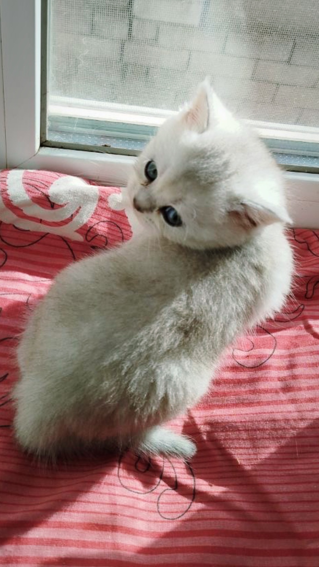 Кошеня дівчинка Scottish Straight