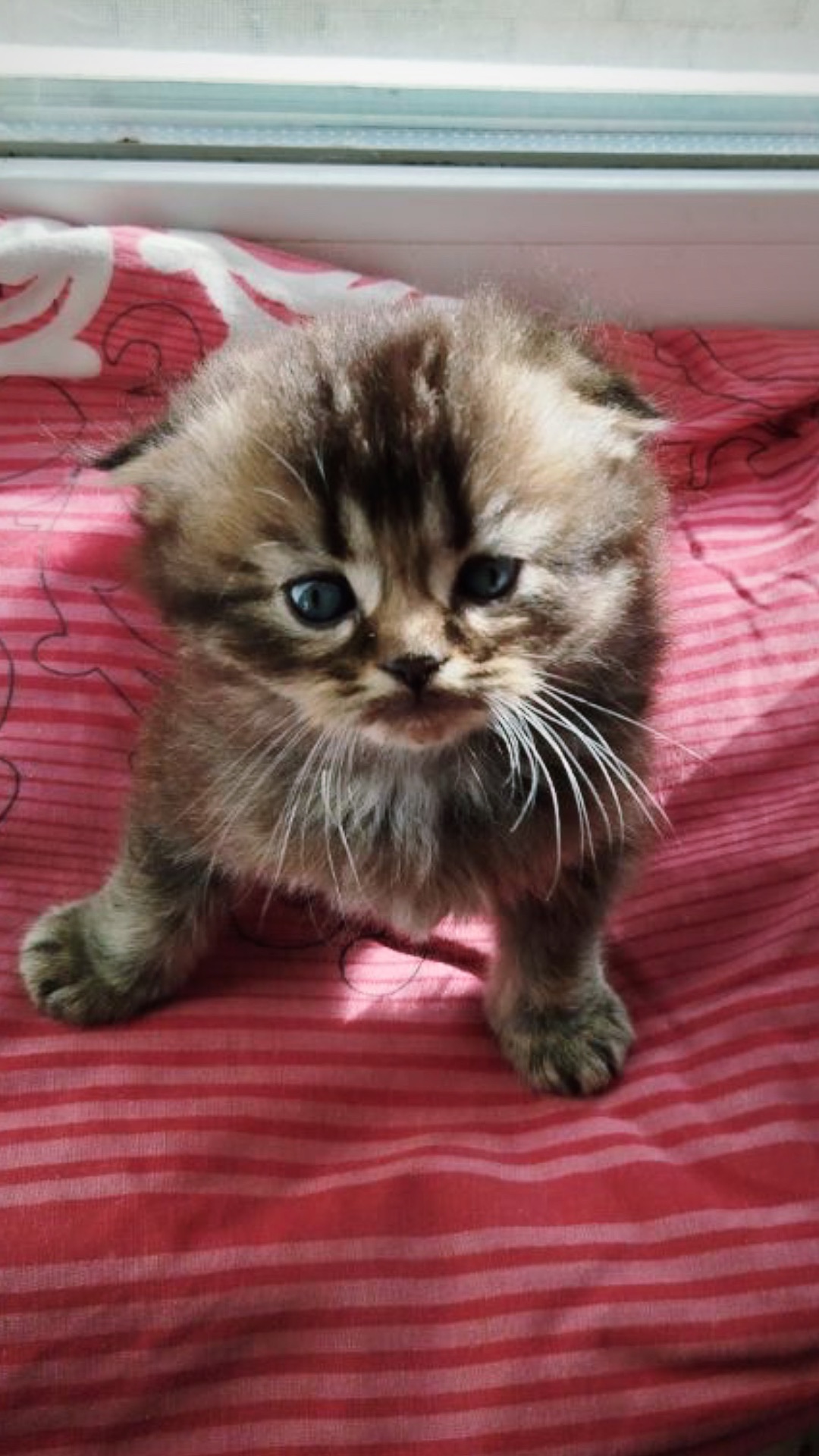 Кошеня дівчинка Scottish fold