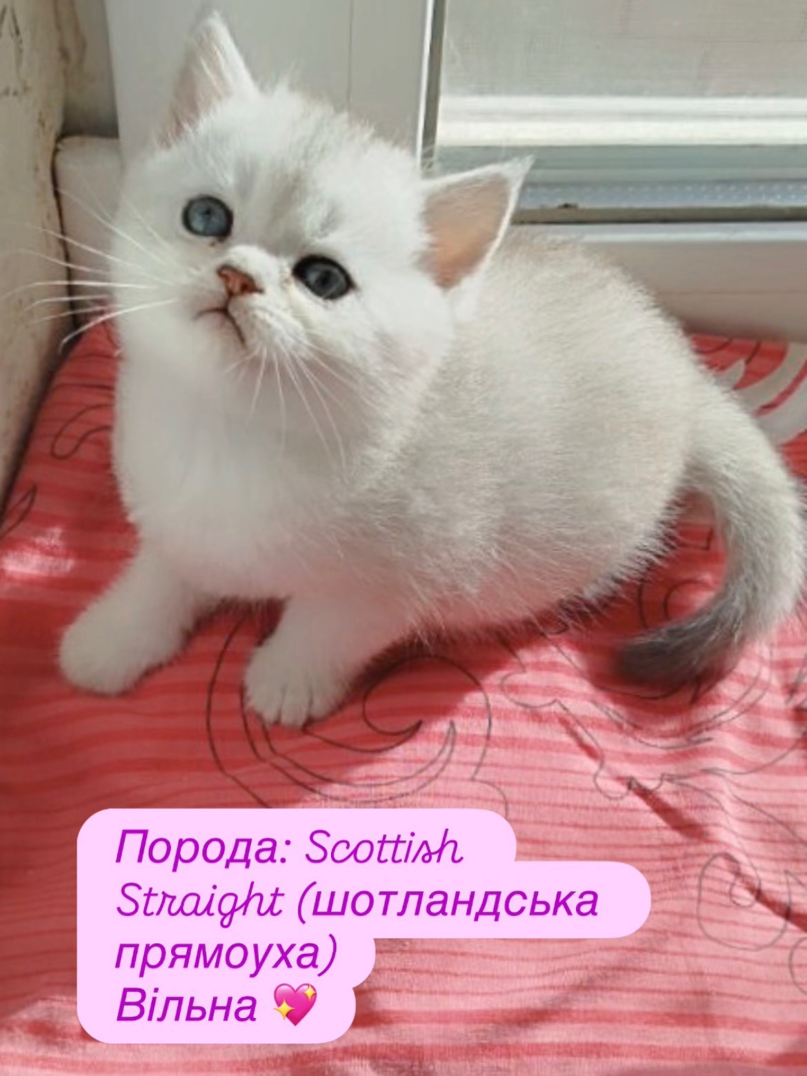 Кошеня дівчинка Scottish Straight