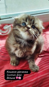 Кошеня дівчинка Scottish fold