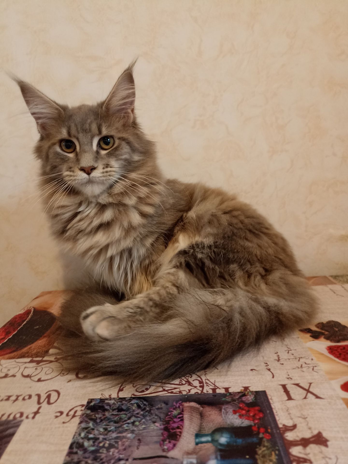 Продам котенка Мейн Кун девочка