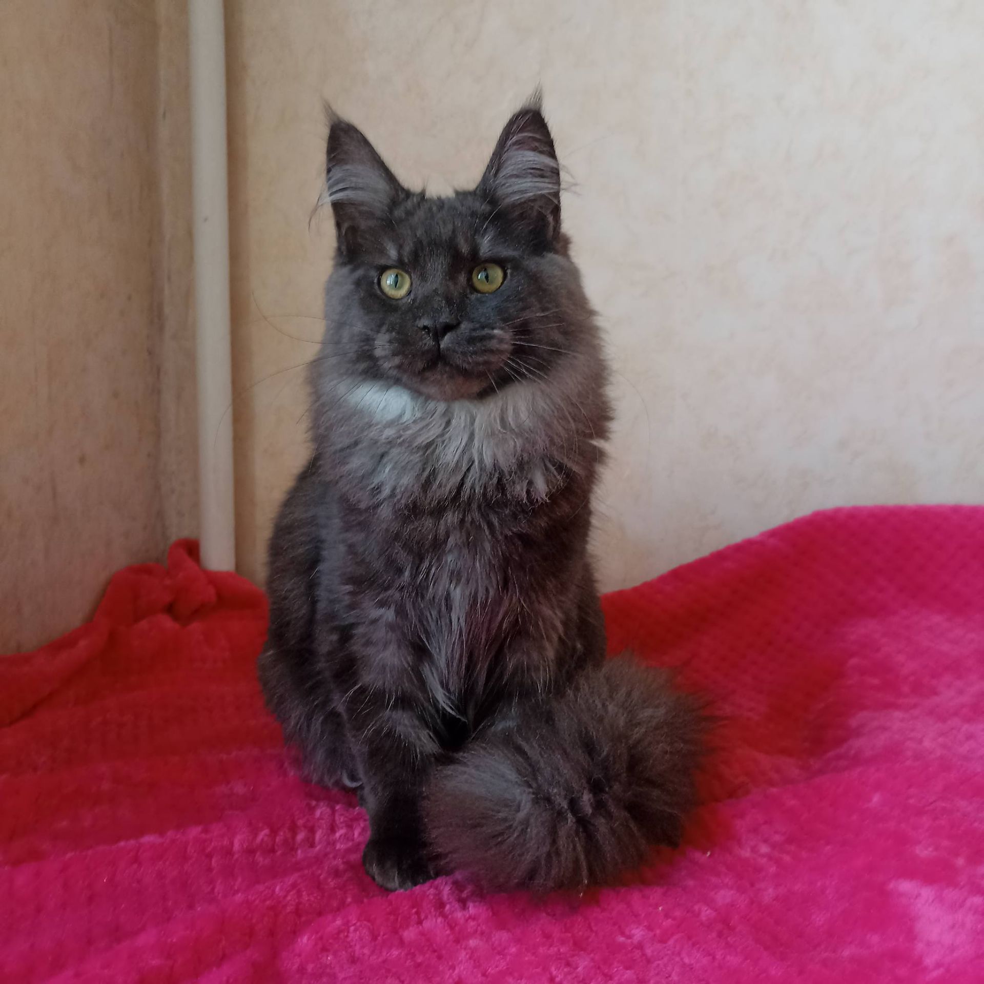 Продам котенка Мейн Кун