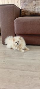 Девочка микро Померашка Анабель