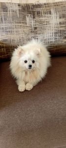 Девочка микро Померашка Анабель