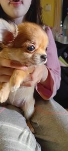 Чишки мальчики и девочки от 6000 грн