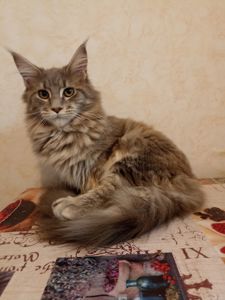 Продам котенка Мейн Кун девочка