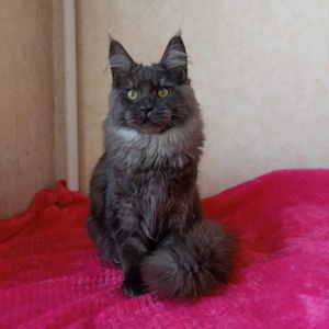Продам котенка Мейн Кун