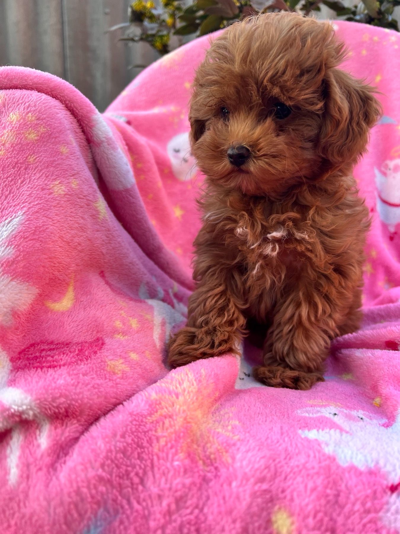 Щенки Мальтипу Ф2