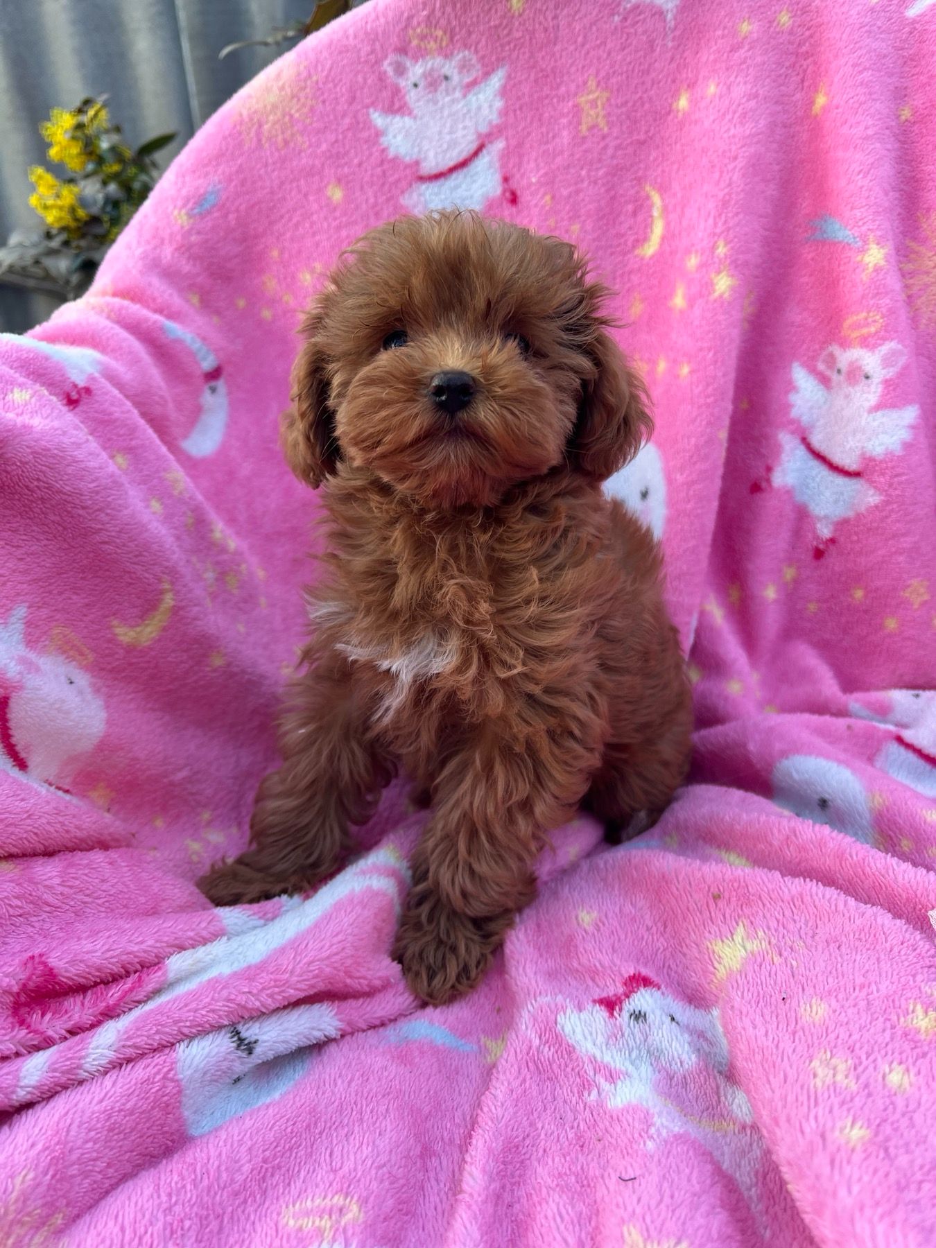 Щенки Мальтипу Ф2