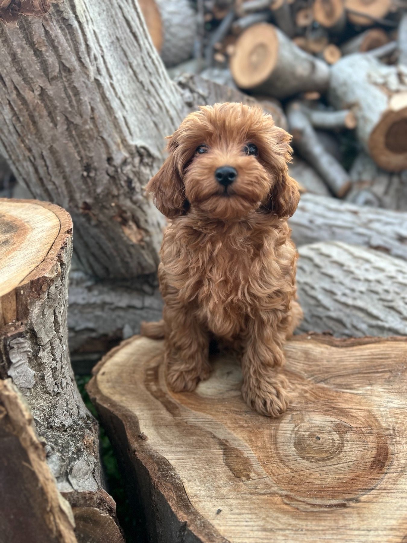 Щенки Мальтипу Ф2