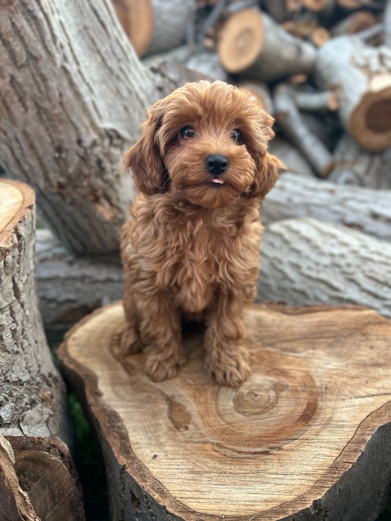 Щенки Мальтипу Ф2