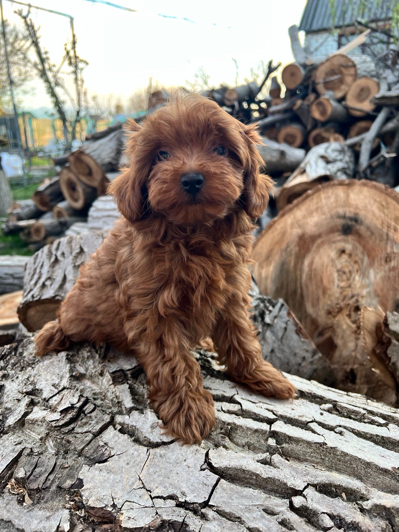 Щенки Мальтипу Ф2