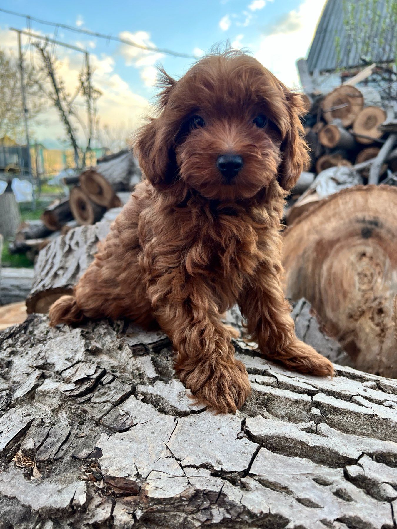 Щенки Мальтипу Ф2