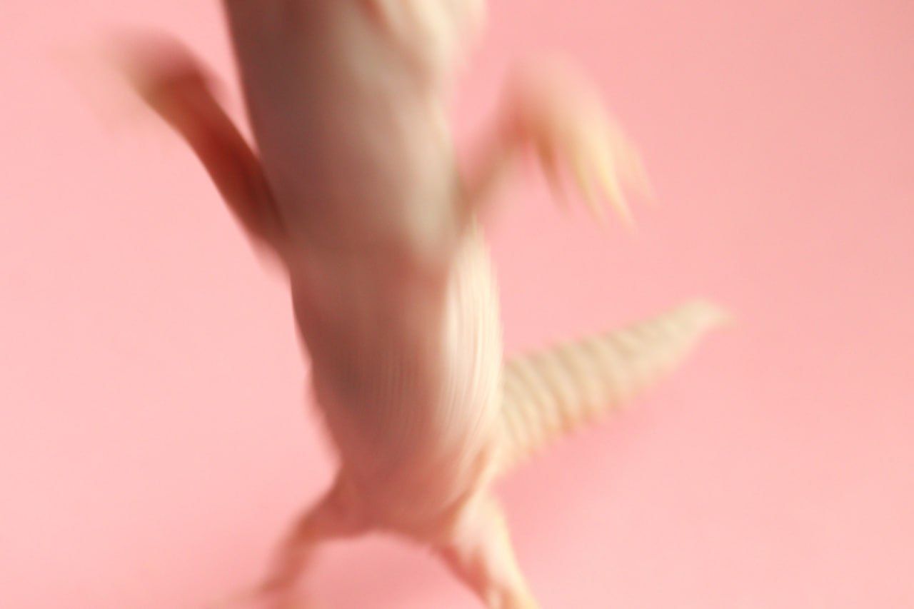 Молодий єублефар дівчинка