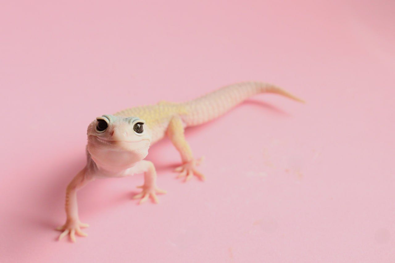 Молодий єублефар дівчинка