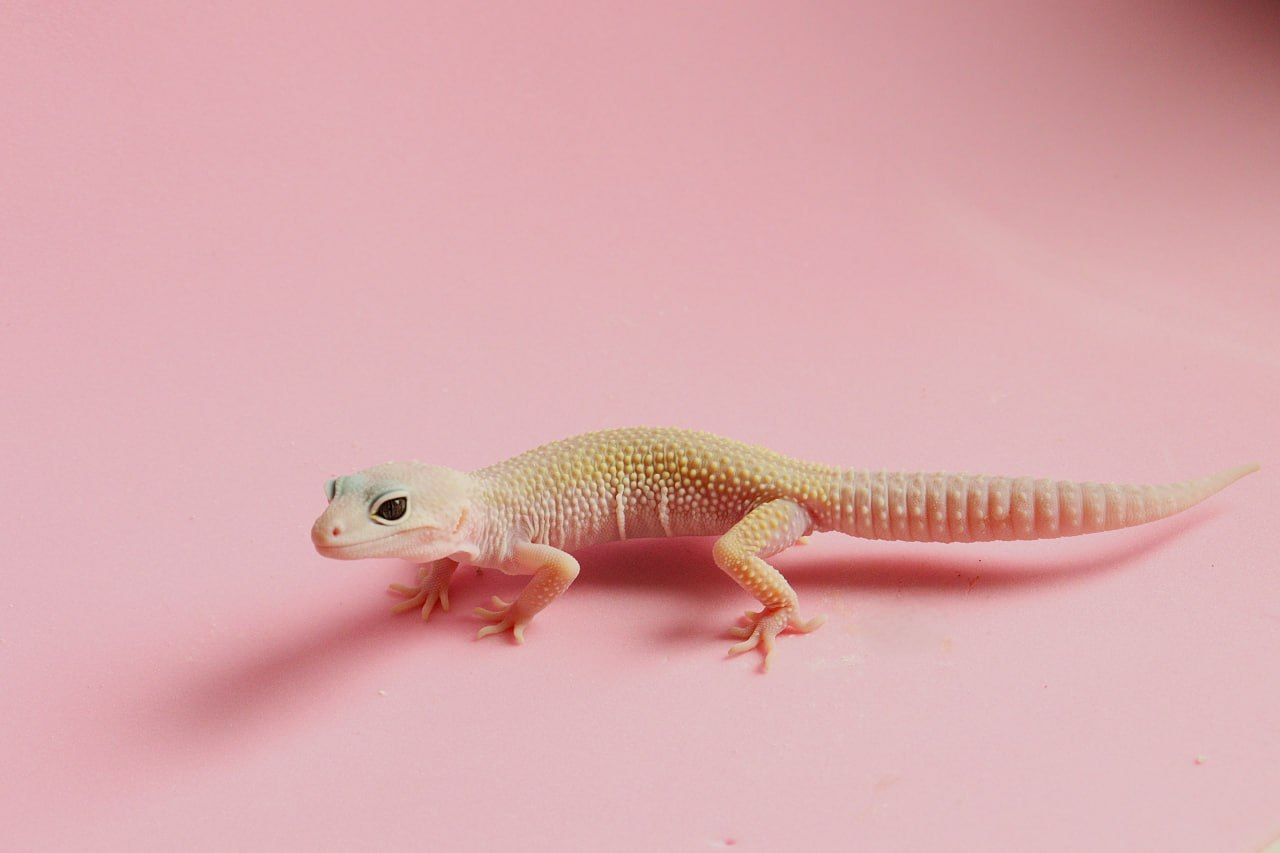 Молодий єублефар дівчинка