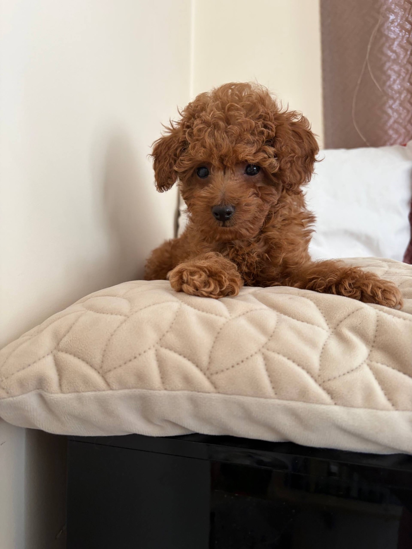 Міні Хлопчик Той Пудель