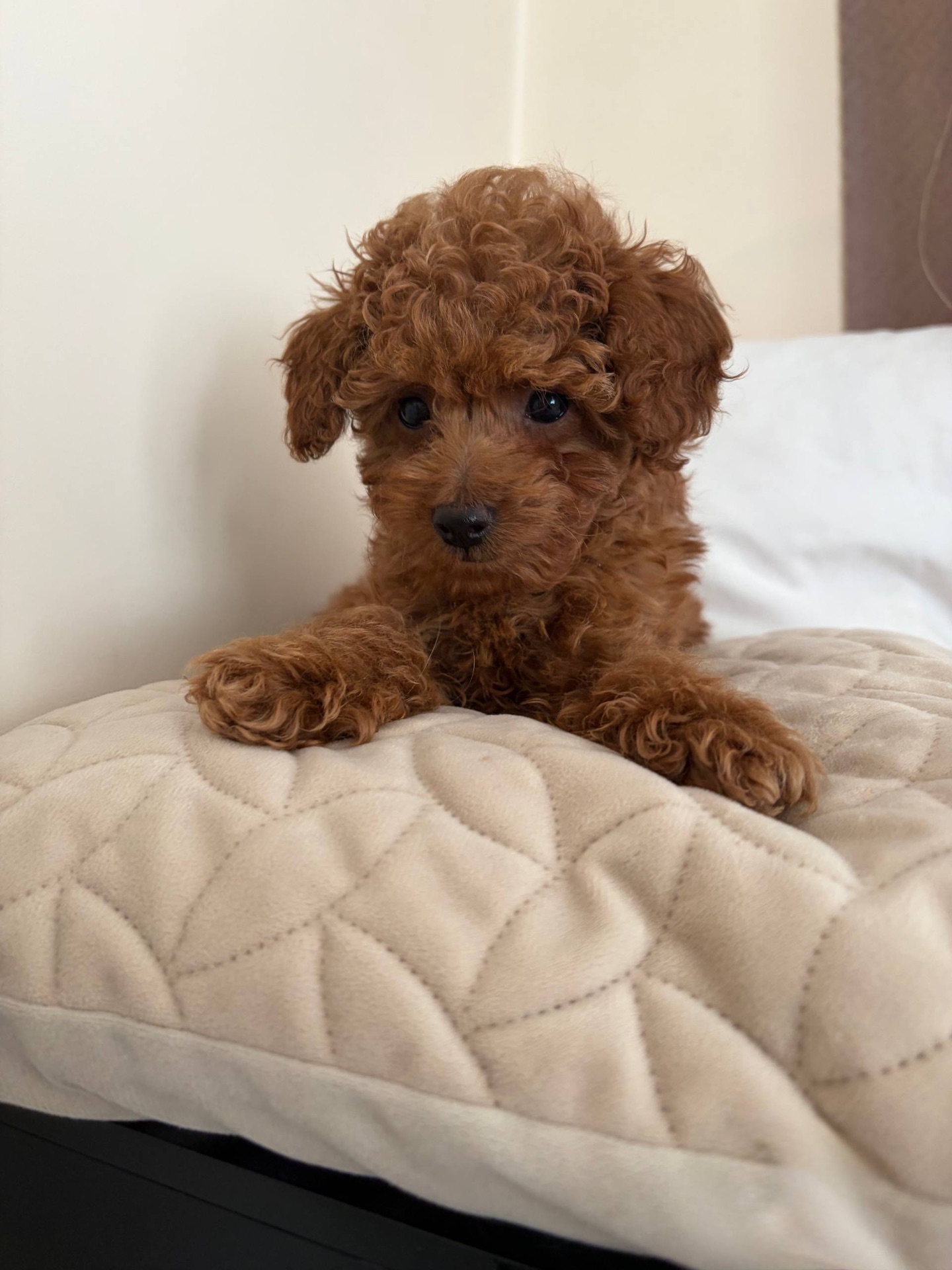 Міні Хлопчик Той Пудель