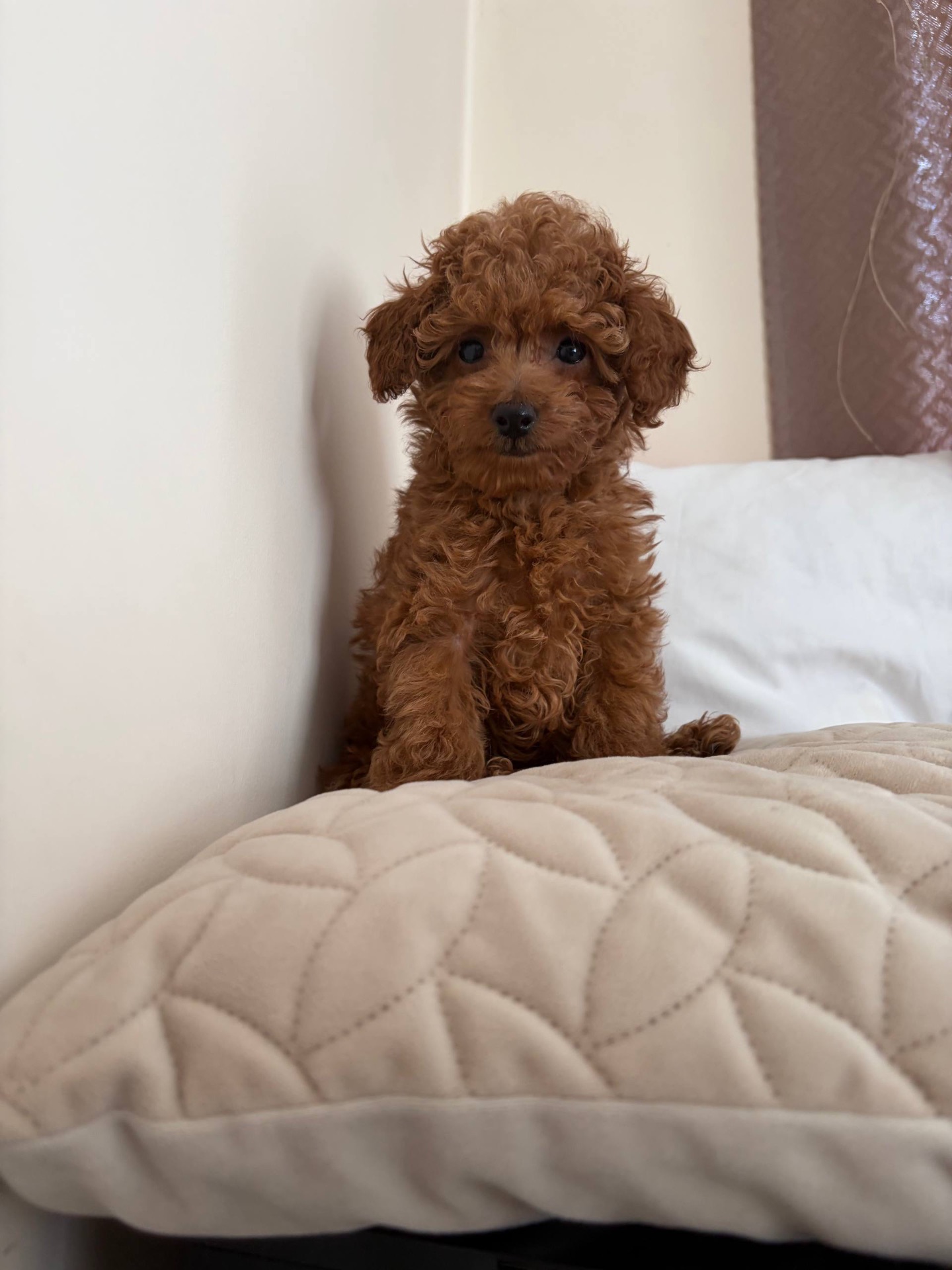 Міні Хлопчик Той Пудель