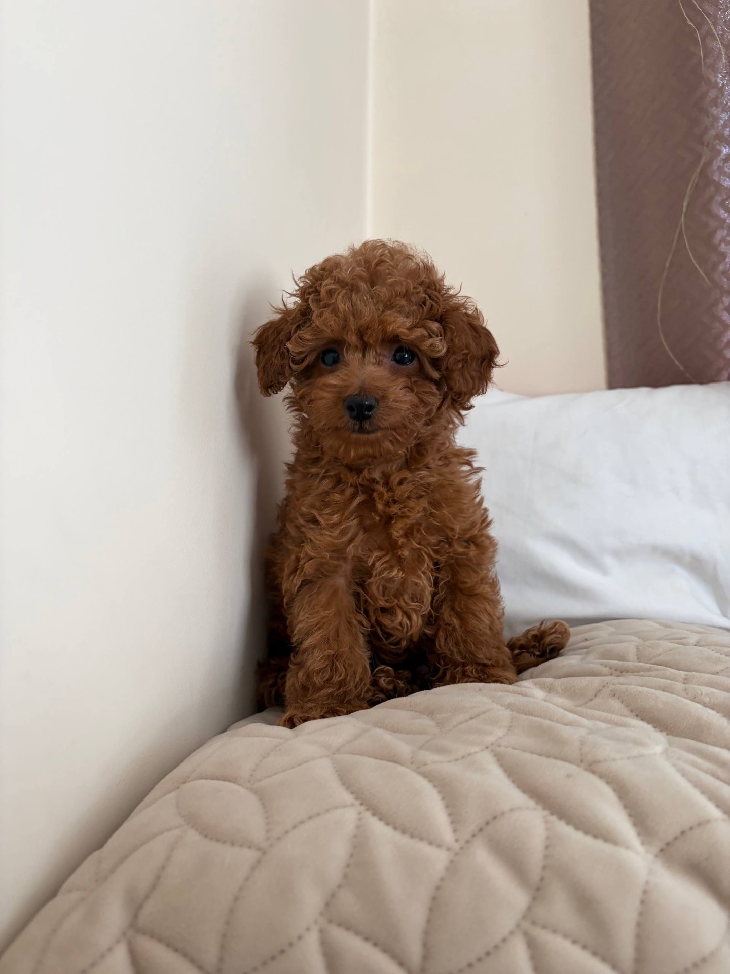 Міні Хлопчик Той Пудель