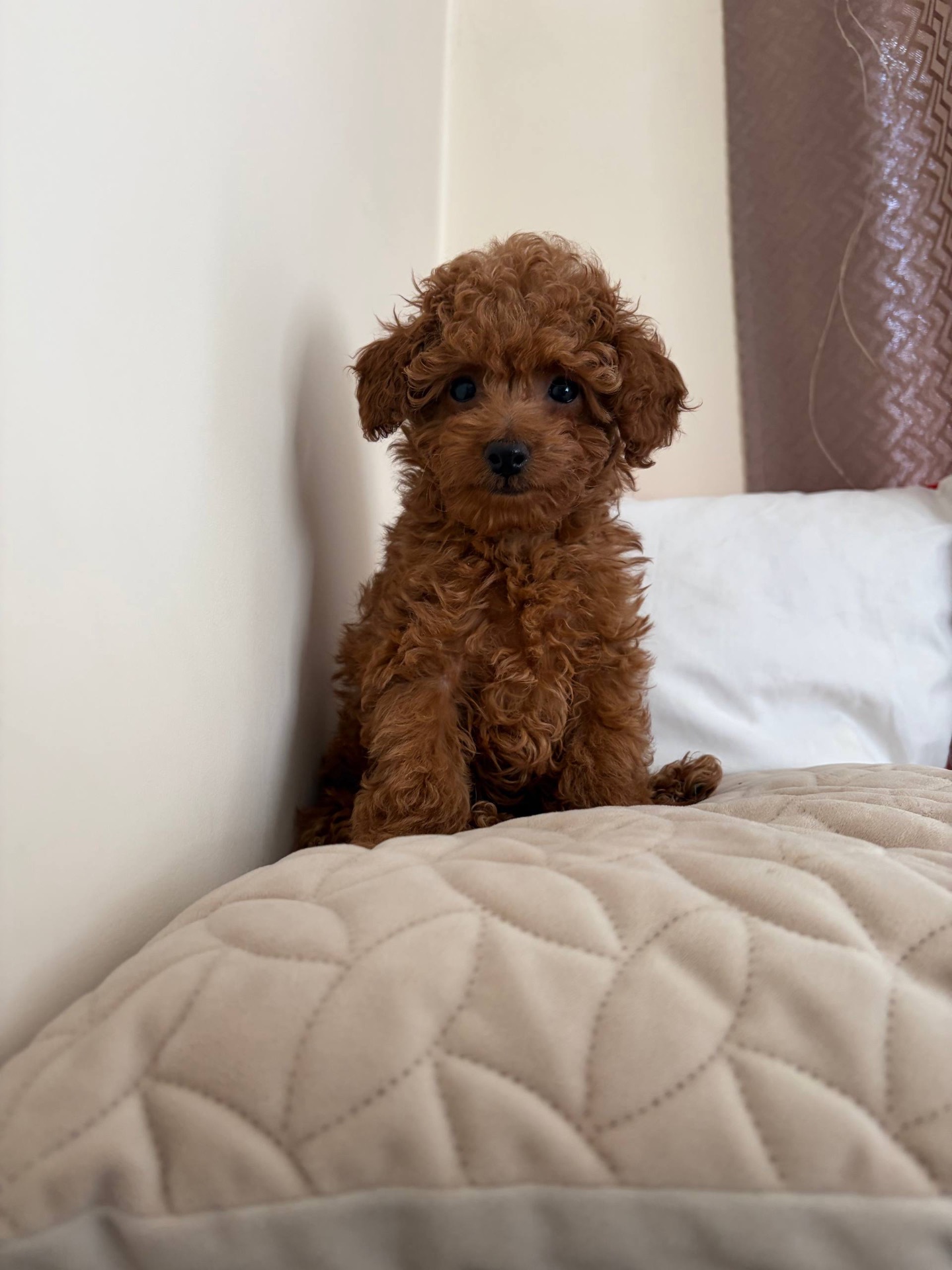 Міні Хлопчик Той Пудель