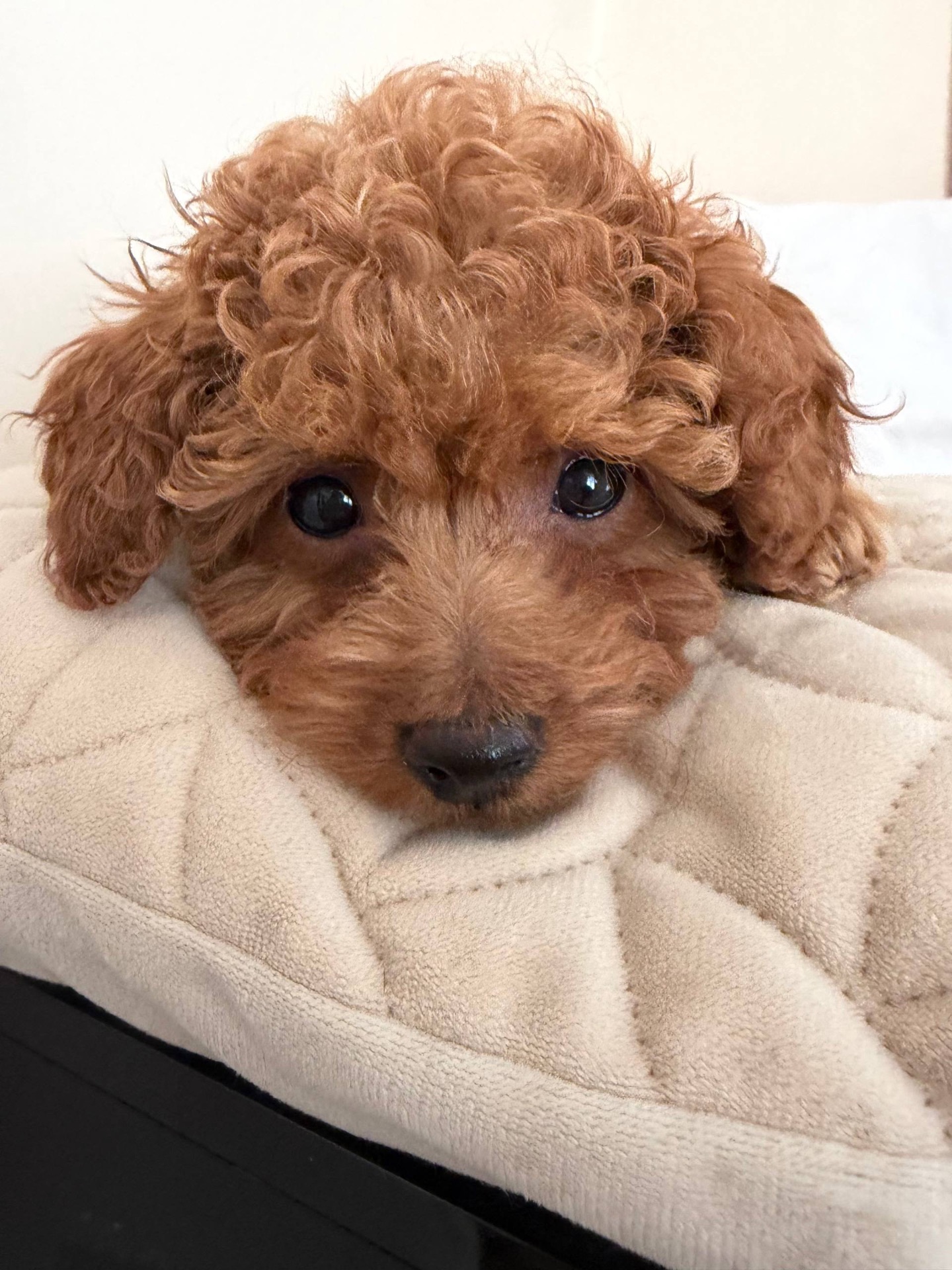 Міні Хлопчик Той Пудель