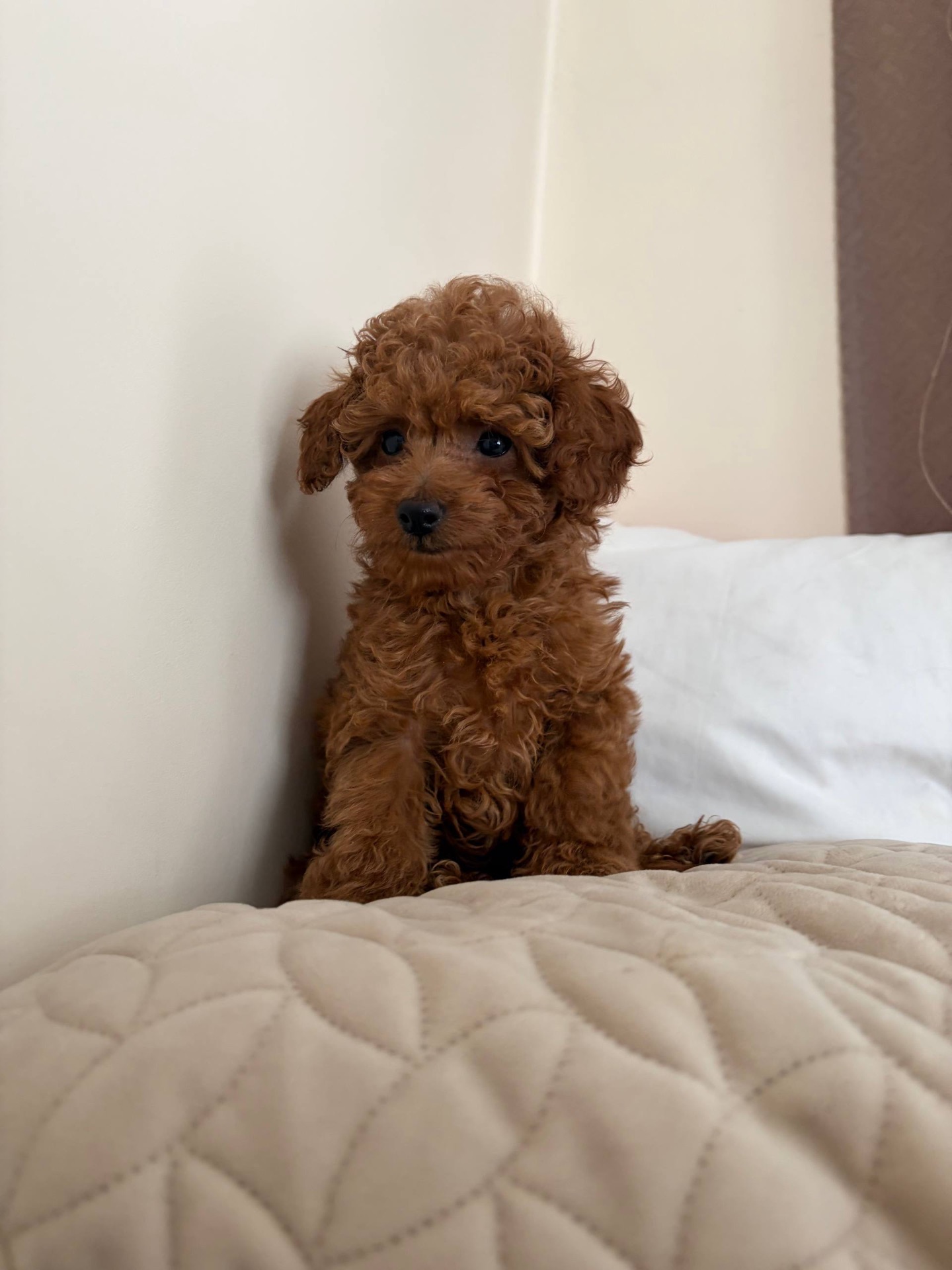 Міні Хлопчик Той Пудель