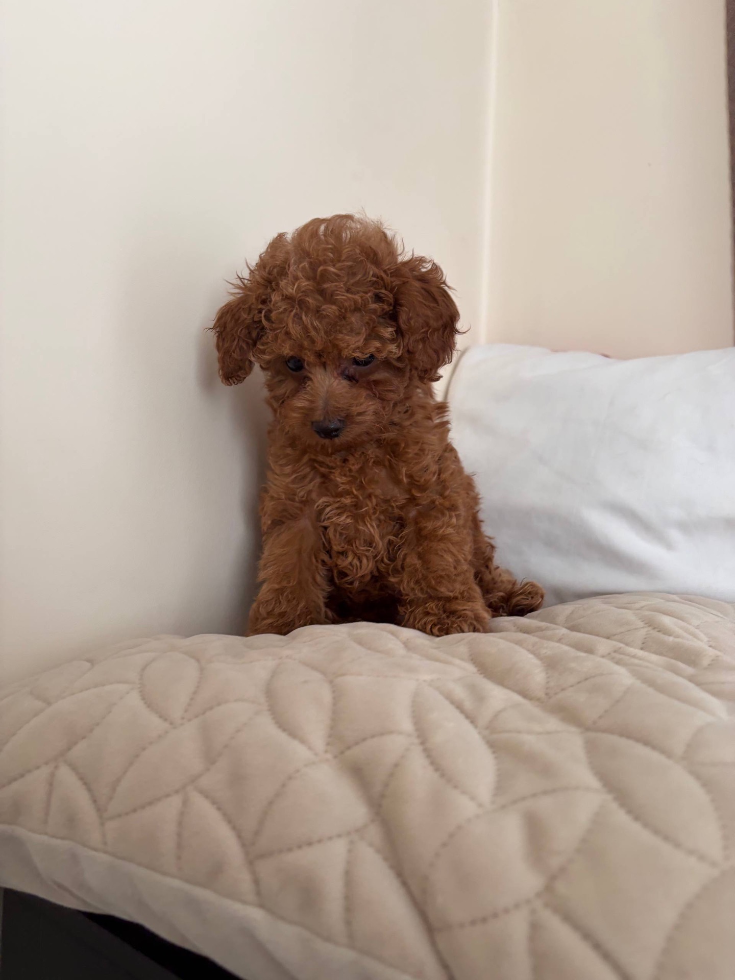 Міні Хлопчик Той Пудель