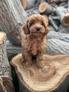 Щенки Мальтипу Ф2