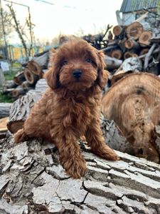 Щенки Мальтипу Ф2