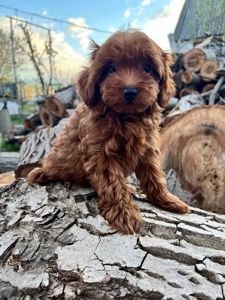 Щенки Мальтипу Ф2