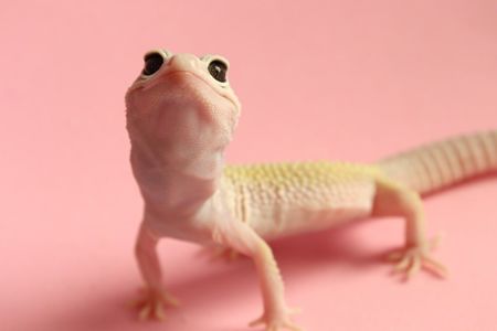 Молодий єублефар дівчинка