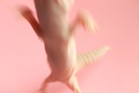 Молодий єублефар дівчинка