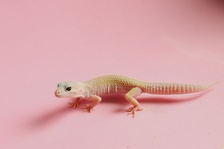 Молодий єублефар дівчинка