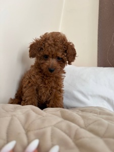 Міні Хлопчик Той Пудель