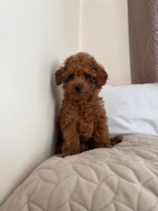 Міні Хлопчик Той Пудель