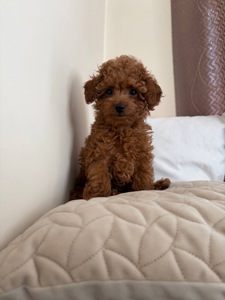 Міні Хлопчик Той Пудель