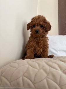 Міні Хлопчик Той Пудель