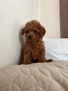 Міні Хлопчик Той Пудель