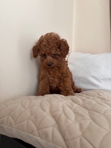 Міні Хлопчик Той Пудель