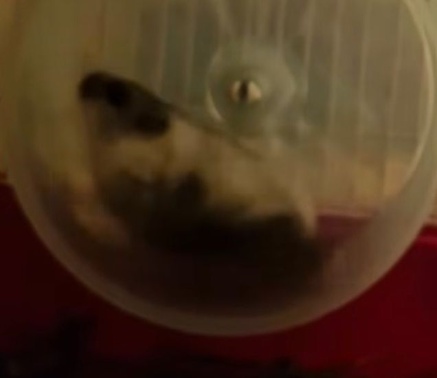 ПодаруюДорослуХомоДівчинку