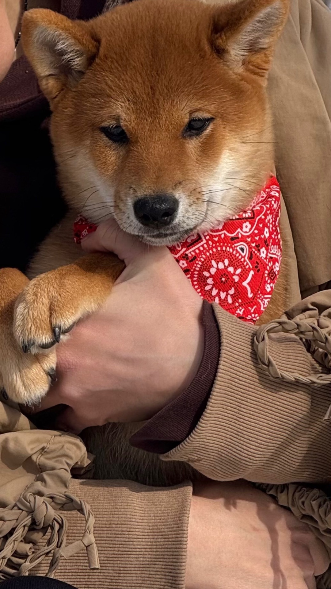 Щенки шиба/сіба іну