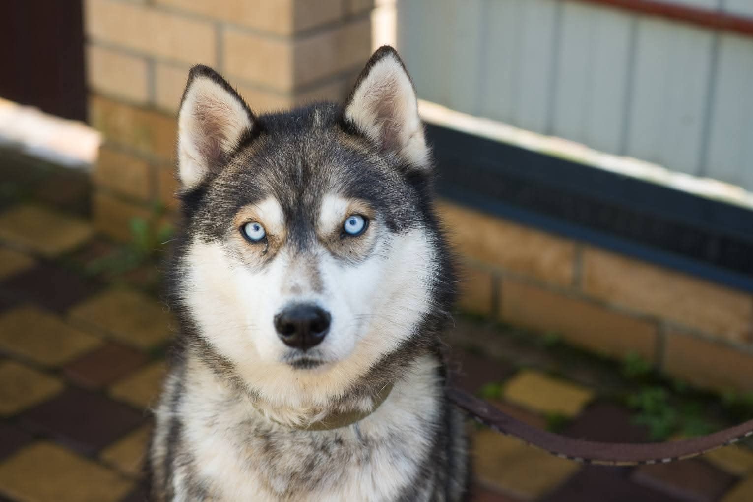 Класнючий Рей в пошуках родини